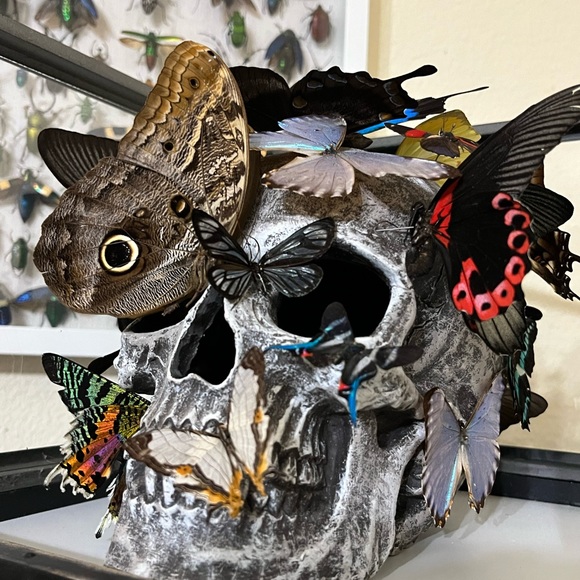 Skull sculpture with real butterflies, in 10”x8”x10” shadow box - Picture 10 of 11